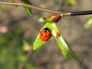 Image showing Ladybird (Latin: Coccinellidae)