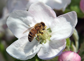 Image showing Bee