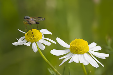 Image showing Camomile