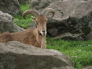Image showing Mountain goat time.