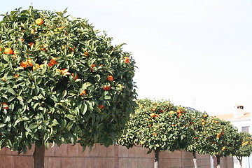 Image showing Oranges trees