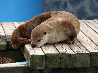 Image showing Otter at the zoo.