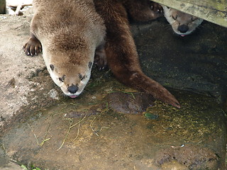 Image showing Otter at the zoo.