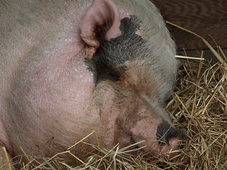 Image showing A nice pig.