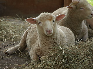 Image showing A lamb.