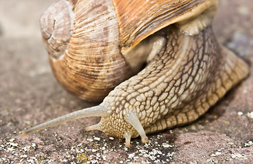 Image showing Snail