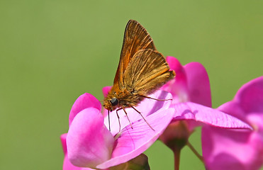 Image showing Butterfly