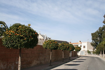 Image showing Oranges trees