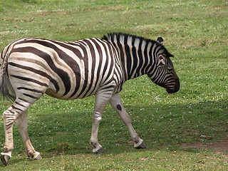 Image showing Zebra at the zoo.