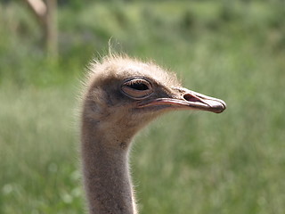 Image showing Ostrich at the zoo.
