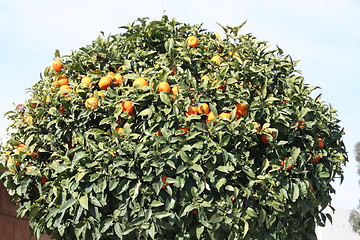 Image showing Oranges tree