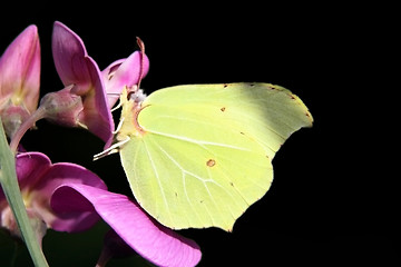 Image showing Brimstone Butterfly