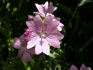 Image showing Flowers in the garden.