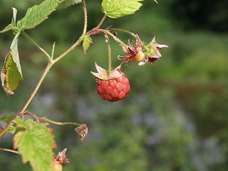 Image showing Raspberries.