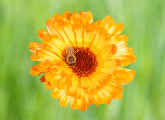 Image showing Marigold with Bee