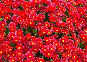 Image showing Sea of Red Flowers