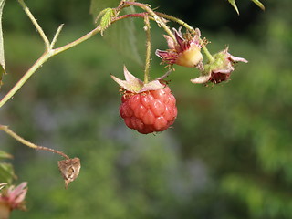 Image showing Raspberries.