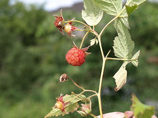 Image showing Raspberries.