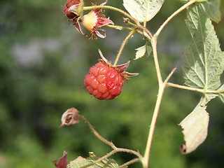 Image showing Raspberries.