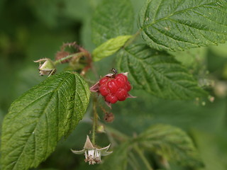 Image showing Raspberries.