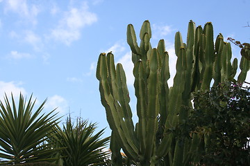 Image showing Cactus and palms