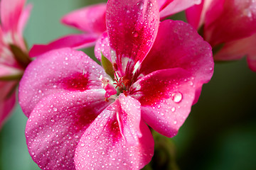 Image showing Pink geranium flowers