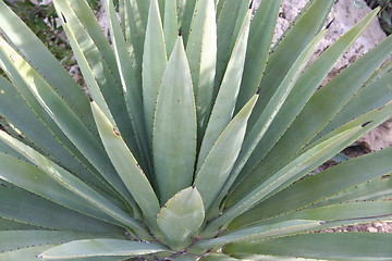 Image showing Cactus