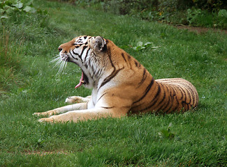 Image showing Yawn