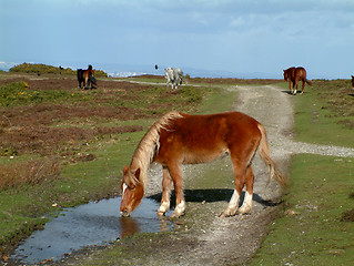 Image showing Wild Horses