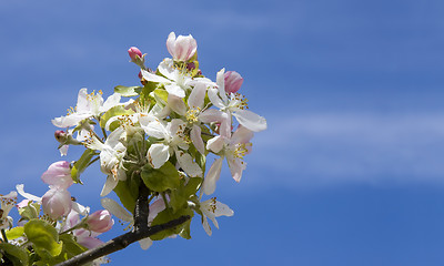 Image showing Flowers