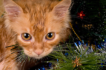 Image showing Kitten and christmas tree