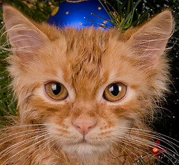 Image showing Kitten and christmas tree