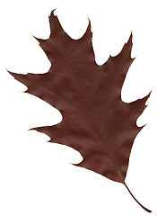 Image showing autumn oak leaf