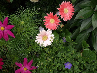 Image showing A flower garden.