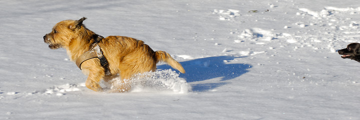 Image showing Two dogs running