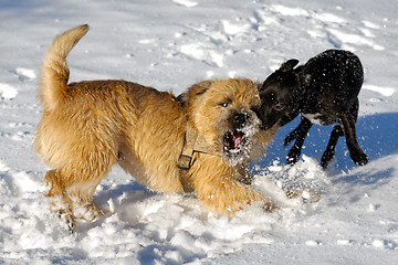 Image showing fighting dogs