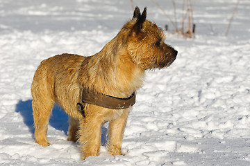 Image showing Cairn Terrier
