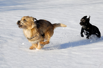 Image showing Two dogs running