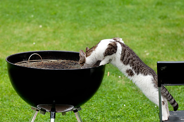 Image showing Hungry cat