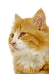 Image showing Kitten