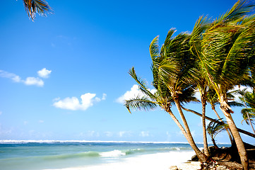 Image showing Palms on beach