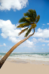 Image showing Palm on exotic beach