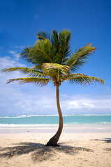 Image showing Exotic beach with palm