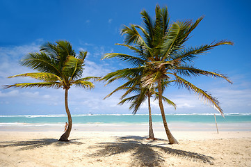 Image showing Palms on beach
