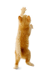 Image showing Standing kitten