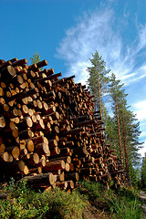 Image showing wood and timber