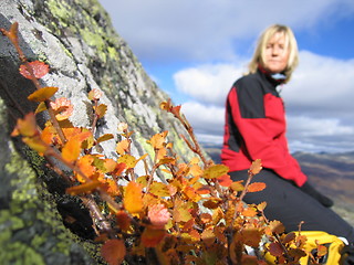 Image showing Norwegian flora