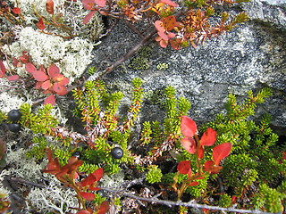 Image showing Wild berries