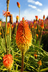 Image showing Colorful flowers and blue sky