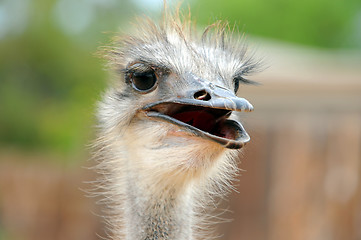 Image showing A curious ostrich